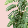 Tamarindus Indica