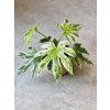 Fatsia Japonica