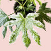 Fatsia Japonica