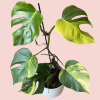 Monstera Aurea