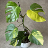 Monstera Aurea (2)