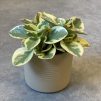 Peperomia obtusifolia bicolor (2)