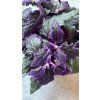 Gynura Purple Passion