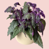 Gynura Purple Passion
