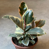 Ficus Elastica Belize - multi