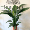 Spathiphyllum Sensation / Lopatkovec
