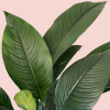 Spathiphyllum Sensation / Lopatkovec
