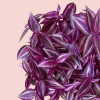 Tradescantia Pink Paradise