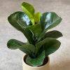 Ficus Lyrata Bambino