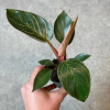 Philodendron Pink Bikini