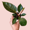 Philodendron Pink Bikini