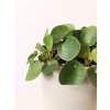 Pilea Peperomoides