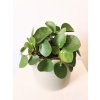 Pilea Peperomoides