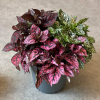 Hypoestes mix