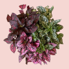 Hypoestes mix