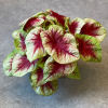 Caladium 1