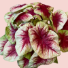 Caladium 1