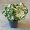 Caladium 2