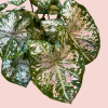 Caladium 2
