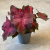 Caladium 3