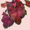 Caladium 3