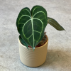 Anthurium clarinevrium