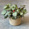 Episcia Cupreata 1