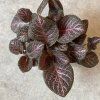 Episcia Cupreata 2