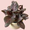Episcia Cupreata 2