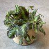 Episcia Cupreata 3