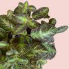 Episcia Cupreata 3