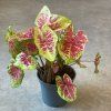 Caladium 4