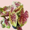 Caladium 4