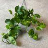 Epipremnum Global Green