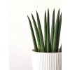 159 1 sansevieria cylindrica straight