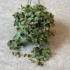 Hoya Curtisii