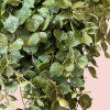 Hoya Curtisii