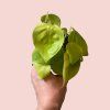 Philodendron Lemon Lime