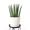 159 sansevieria cylindrica straight