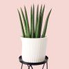 Sansevieria Cylindrica Straight
