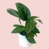 Monstera Peru