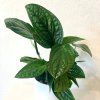 Monstera Peru