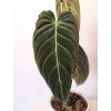 Philodendron Melanochrysum