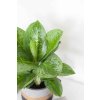Aglaonema Lemon Mint 2 scaled