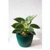 Philodendron Birkin