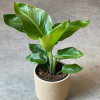 Strelitzia Nicolai