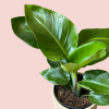 Strelitzia Nicolai