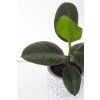 Ficus Elastica Robusta