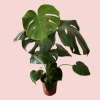 Monstera Deliciosa