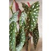 Begonia Maculata Polka Dot